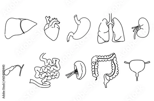 Obraz 内臓の線画イラストセット