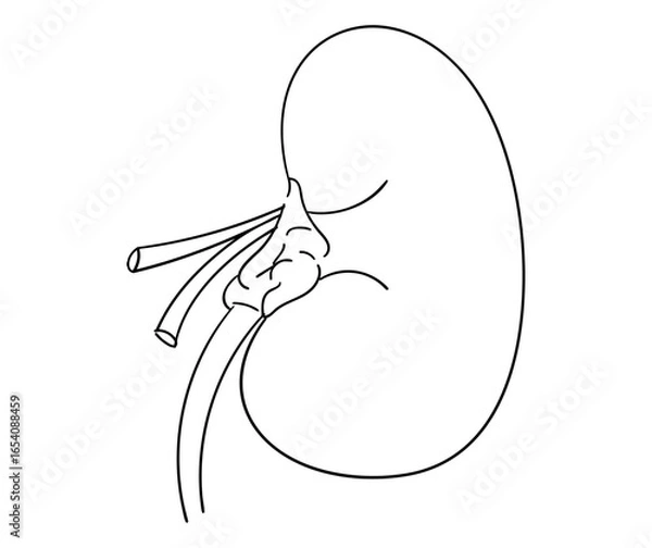 Obraz 腎臓の線画イラスト