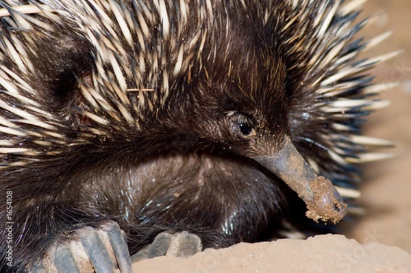 Obraz echidna closeup