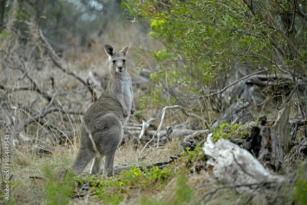 Obraz Kangaroos on a golf course