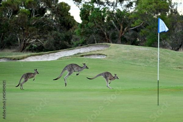 Obraz Kangaroos on a golf course