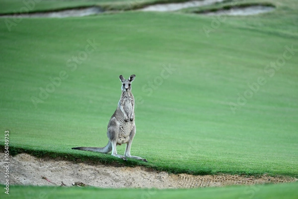 Obraz Kangaroos on a golf course