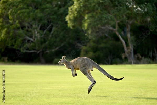 Obraz Kangaroos on a golf course