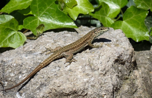 Obraz lizard on rock