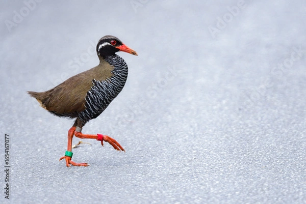 Obraz 沖縄県のやんばる地方でしか見られない世界的に珍しい鳥、絶滅のおそれのあるヤンバルクイナ