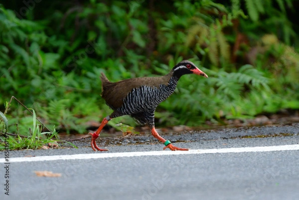 Obraz 沖縄県のやんばる地方でしか見られない世界的に珍しい鳥、絶滅のおそれのあるヤンバルクイナ