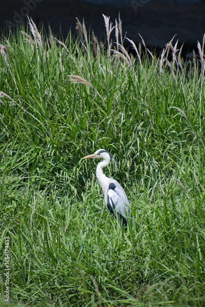 Fototapeta A view of a great blue heron standing on the ground.  Japan
