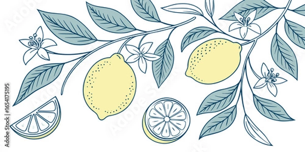 Fototapeta Illustration of lemons with leaves and flowers isolated on white background in vector format