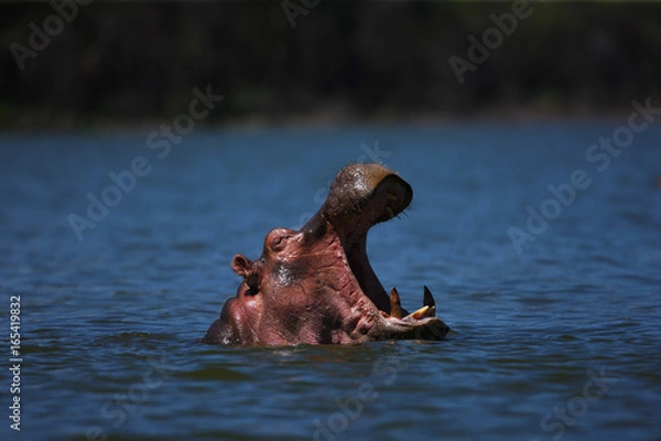 Fototapeta hippo