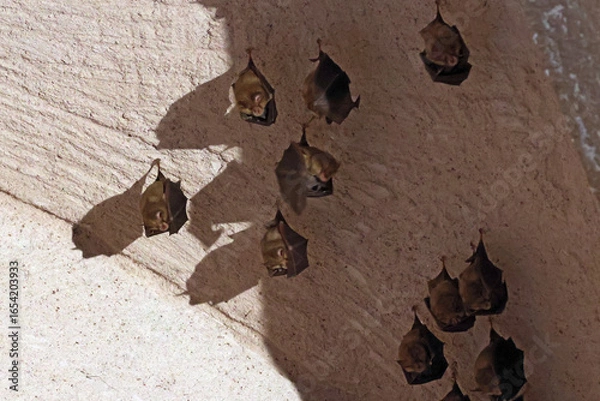 Obraz des pipistrelles cachées à l ombre