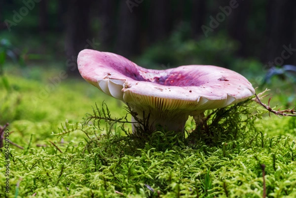 Obraz Russula rosea grows in thick moss