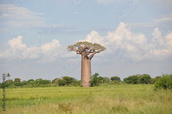 Obraz Beautiful green landscape with towering baobab tree, Madagascar