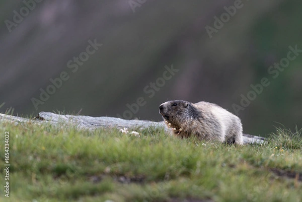Fototapeta Summer Scene with Marmot in the High Alps of Austria