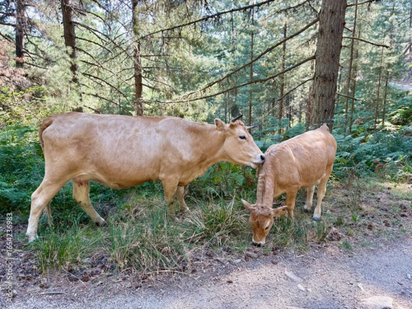 Fototapeta Vaches sur le GR20 Sud