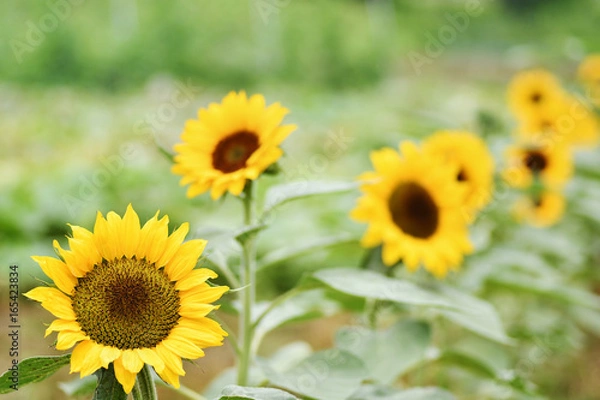 Fototapeta 向日葵の花