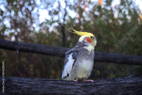 Fototapeta Cockatiel sitting in a tree
