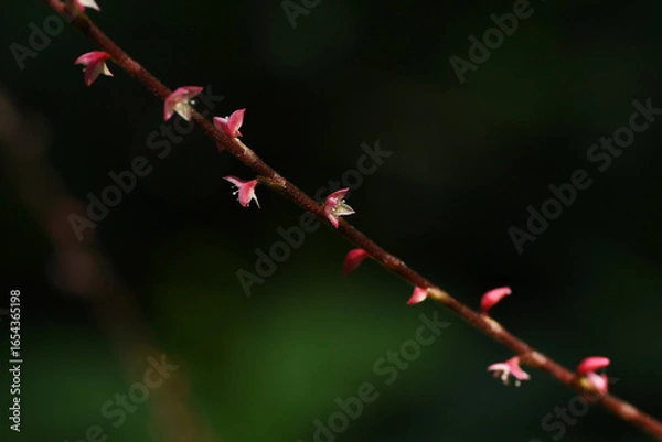 Obraz ミズヒキ開花