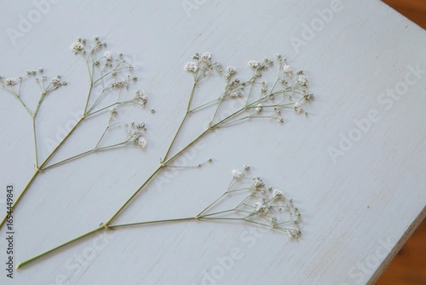 Obraz 押し花のカスミソウ｜白背景のシンプルな花素材