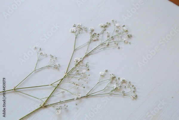 Obraz 押し花のカスミソウ｜白背景のシンプルな花素材