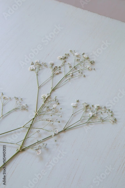 Obraz 押し花のカスミソウ｜白背景のシンプルな花素材