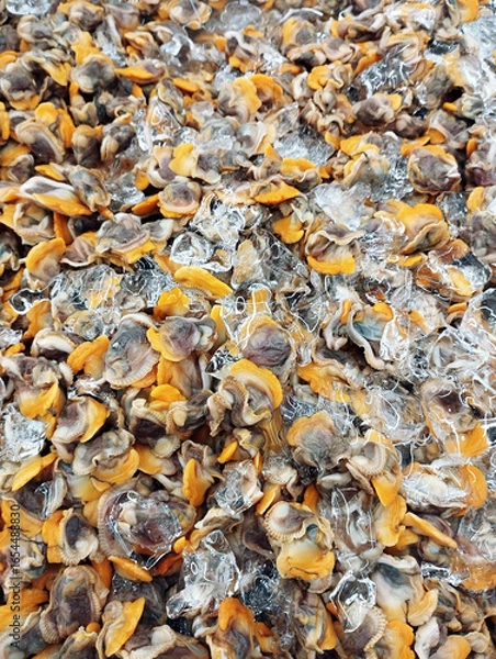 Obraz Clam meat at wet market seafood area, common ingredient across the world, particularly common in Asian cuisine, clam take out shell, full of clam meat with ice, top view of market tray