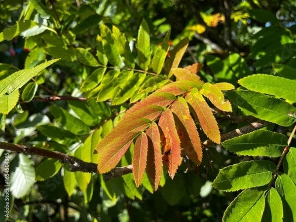 Obraz autumn leaves on the tree