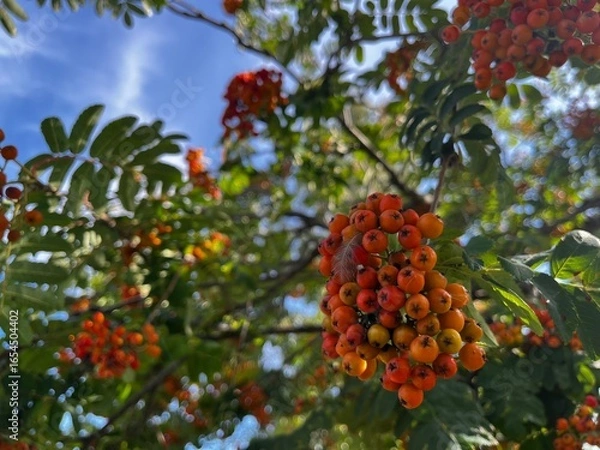 Fototapeta red berries on a tree