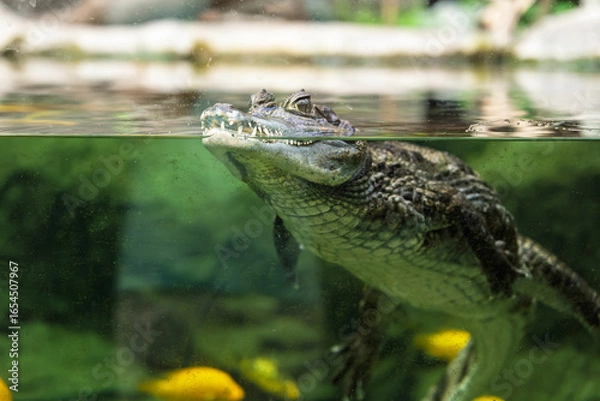 Fototapeta Caiman crocodilus in Exotarium.Interior view of the Exotarium in Sosnowiec Poland. Showcasing aquariums with exotic fish, terrariums with reptiles, and educational displays of insects and wildlife.