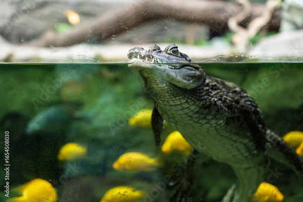 Fototapeta Caiman crocodilus in Exotarium.Interior view of the Exotarium in Sosnowiec Poland. Showcasing aquariums with exotic fish, terrariums with reptiles, and educational displays of insects and wildlife.