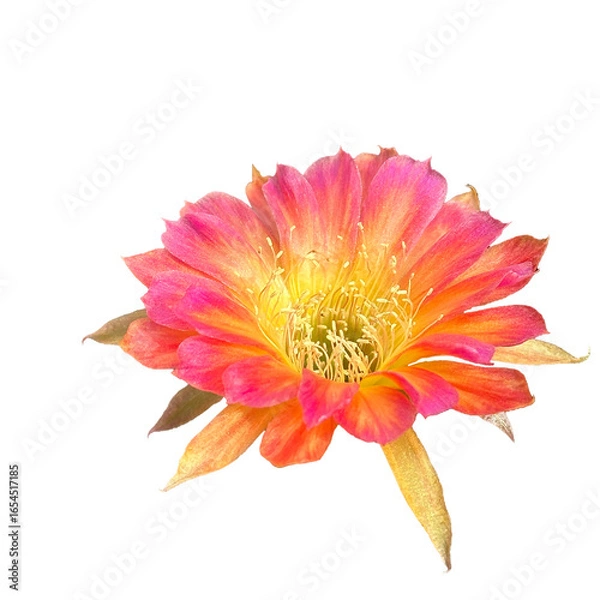 Obraz Close up of beautiful two tone flower of Lobivia cactus while blooming.
