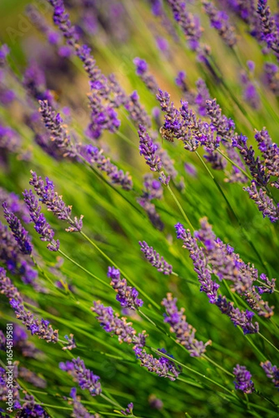 Obraz lavender field