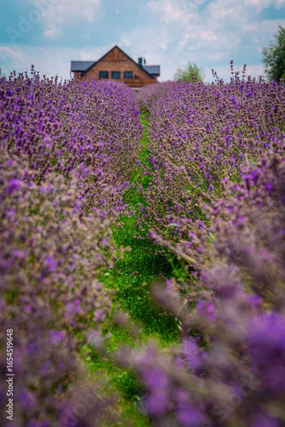 Obraz lavender field