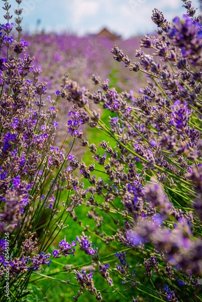 Obraz lavender field