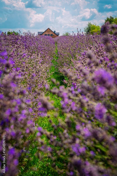 Obraz lavender field