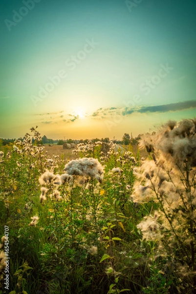 Obraz Harvest Sunset