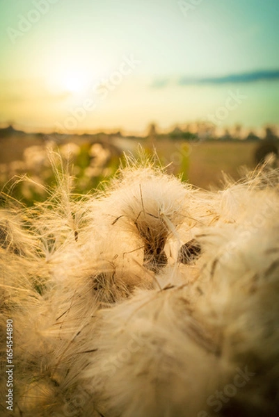 Obraz Harvest Sunset