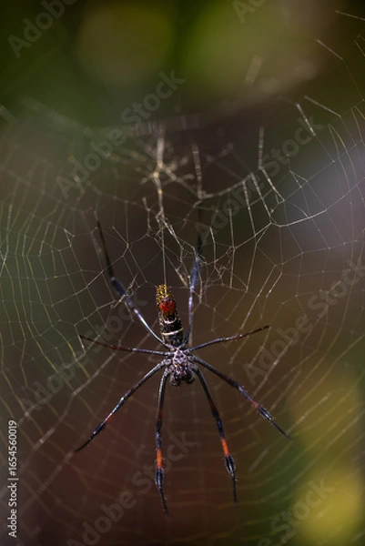 Fototapeta Golden Orb Weaver Spider on Web