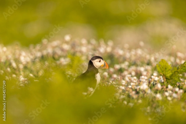 Fototapeta Atlantic puffins, a species of seabird in the auk family, seen in Wales, UK.