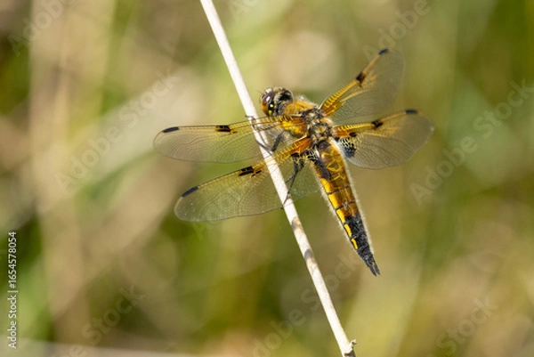 Obraz Vierfleck-Libelle