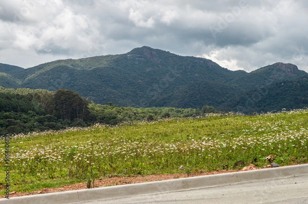 Fototapeta Panoramic view of lush dense tall green mountains and a vast field of white wildflowers under a summer morning heavily cloudy sky in Monte Verde, Camanducaia, Minas Gerais - Brazil.