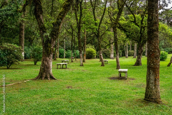 Fototapeta Lush green park with scattered trees and stone benches, creating a peaceful and inviting natural space in Monte Verde forest in a summer morning. Monte Verde, Camanducaia, Minas Gerais - Brazil.