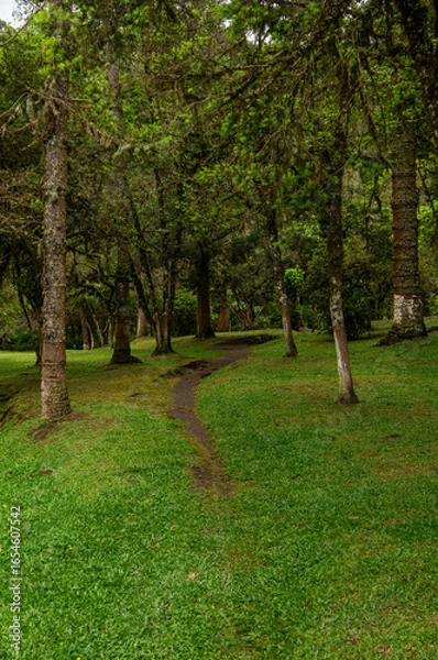 Fototapeta Lush dense green forest with a winding dirt path and tall trees, creating a serene and natural landscape inside Monte Verde forest in summer morning. Monte Verde, Camanducaia, Minas Gerais - Brazil.