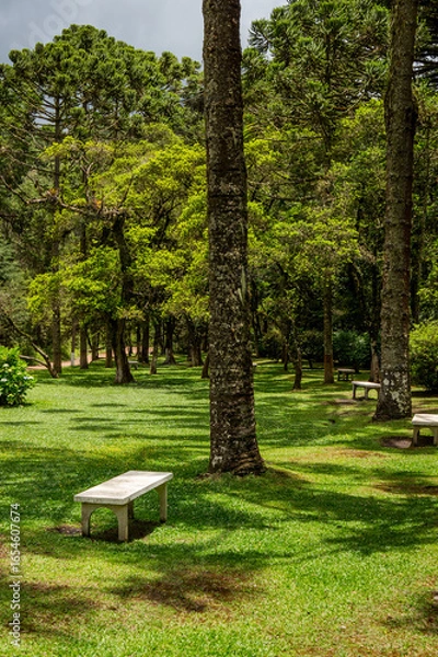 Fototapeta Lush green park with scattered tall trees and stone benches, creating a peaceful and inviting natural space inside Monte Verde forest in a sunny day. Monte Verde, Camanducaia, Minas Gerais - Brazil.