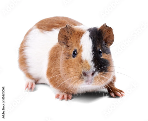 Obraz Cute Guinea Pig on Transparent Background