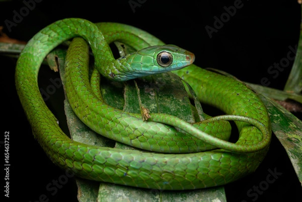 Fototapeta Herpetofauna
