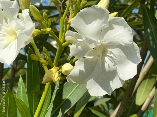 Obraz white orchid flower