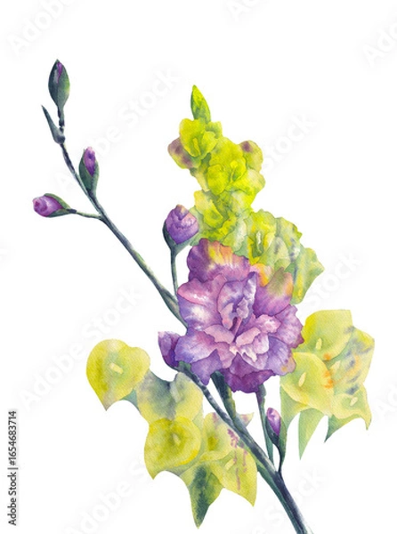 Fototapeta Isolated floral design element. Hand drawn watercolor painting Gladioluses And Calla Flowers on white background. Beautiful nature element for design, greeting card, decoration