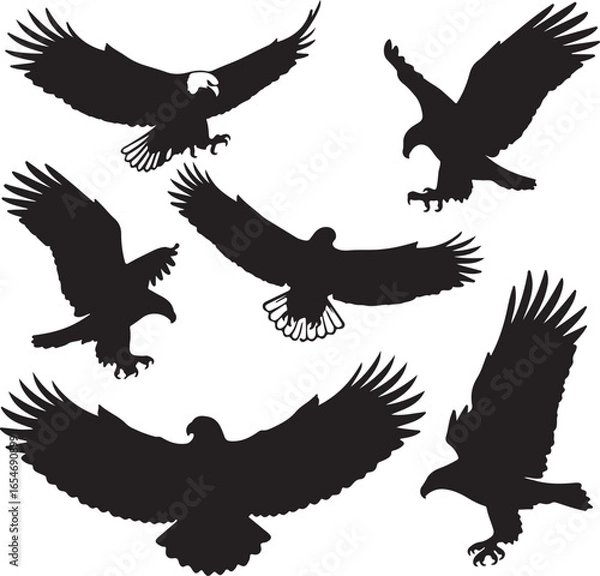 Obraz Soaring eagles in flight silhouettes bird wings