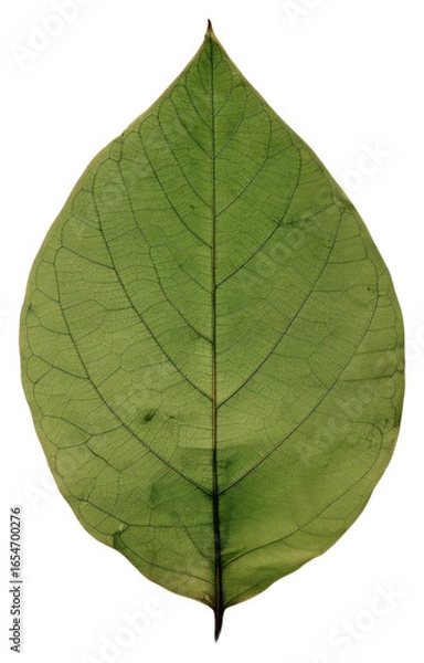 Fototapeta PNG Real Pressed a green rose leaf plant tree pattern.