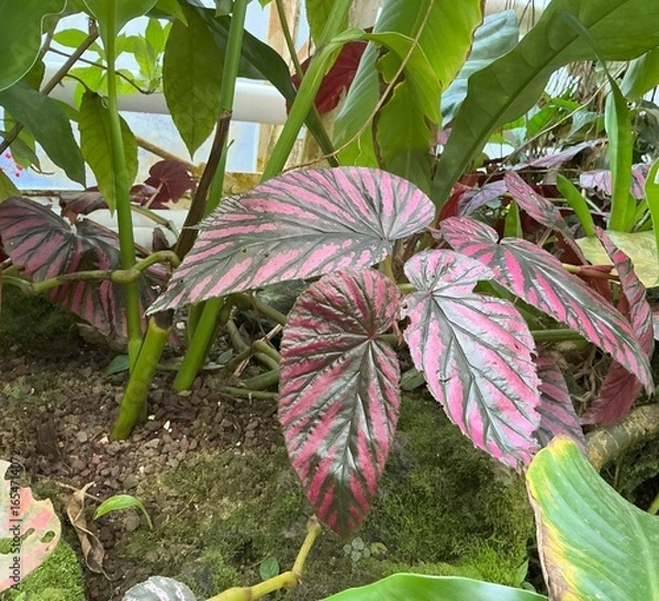 Obraz pink and green